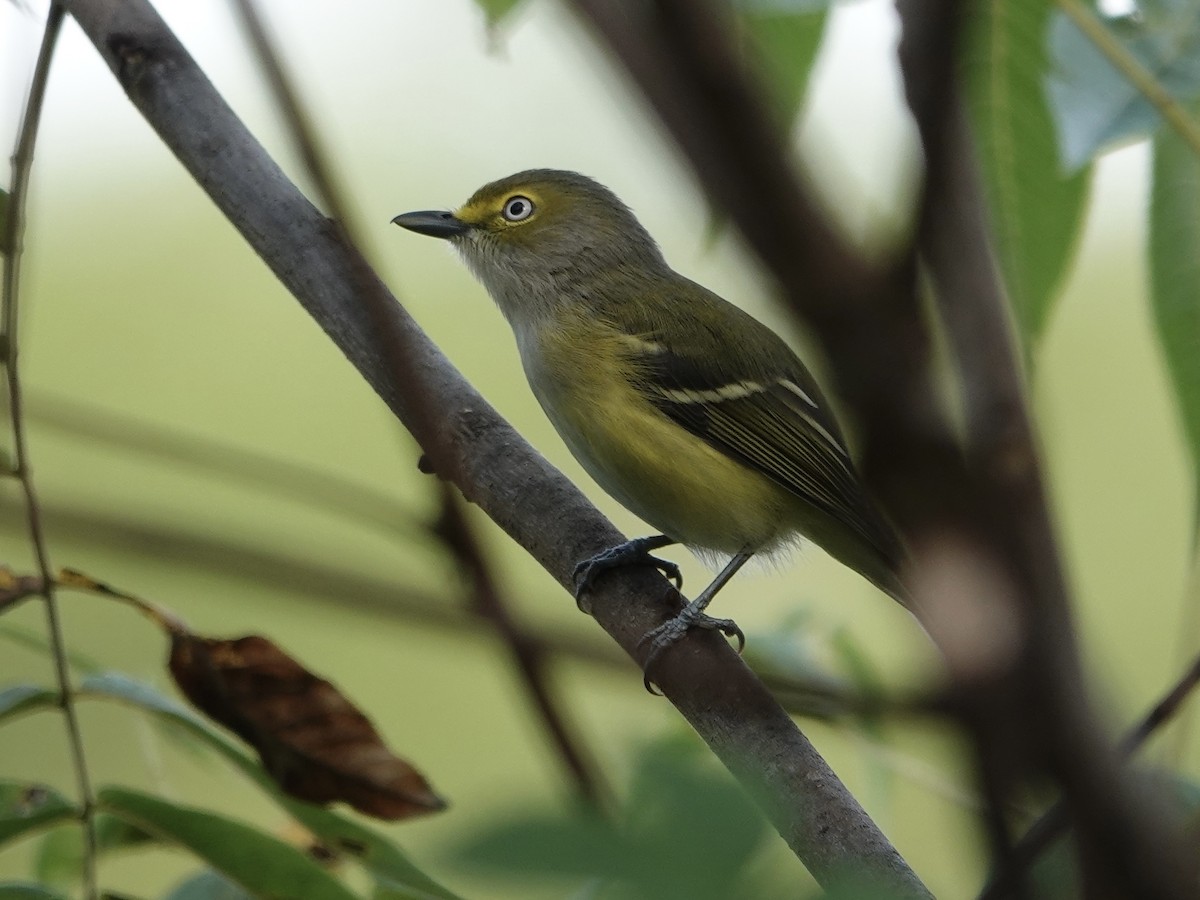 White-eyed Vireo - ML642066539