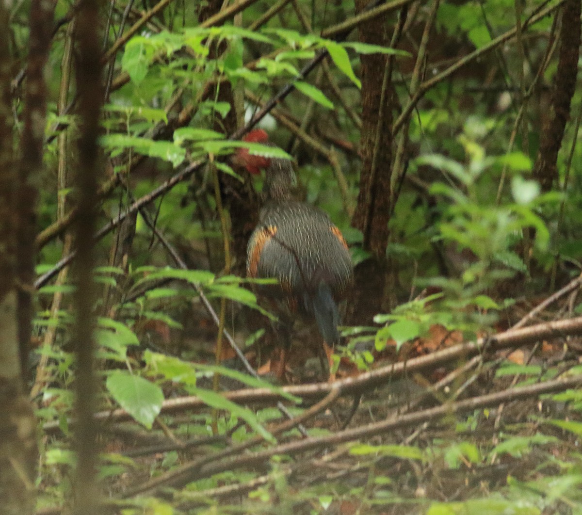 Gray Junglefowl - ML642066545