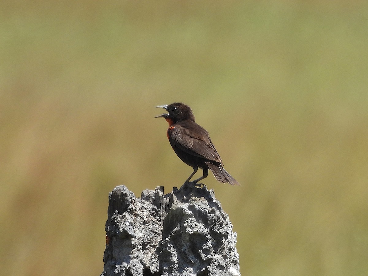 Red-breasted Meadowlark - ML642066549
