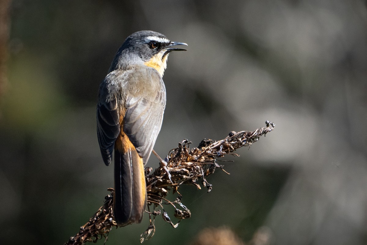 Cape Robin-Chat - ML642066554