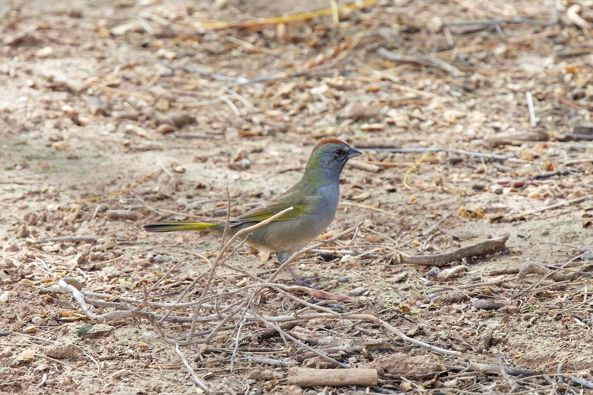 Green-tailed Towhee - ML642066559