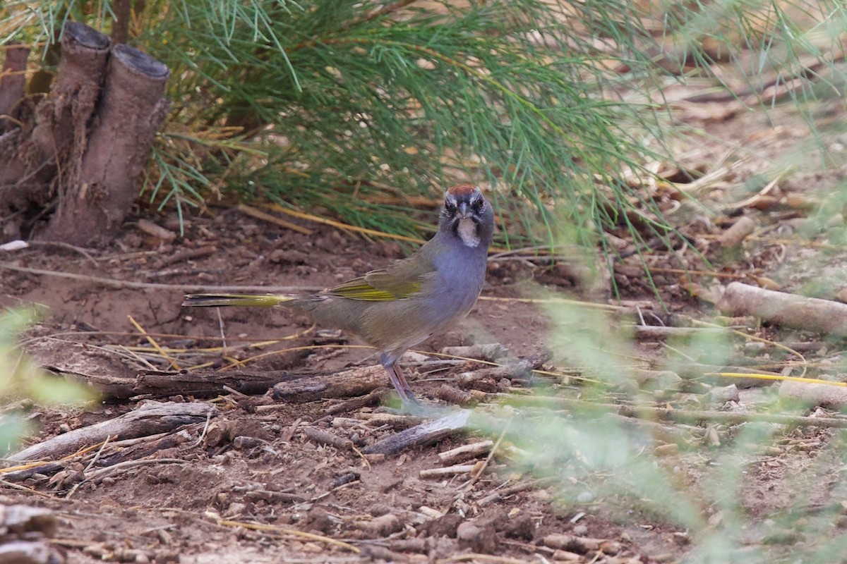Green-tailed Towhee - ML642066560
