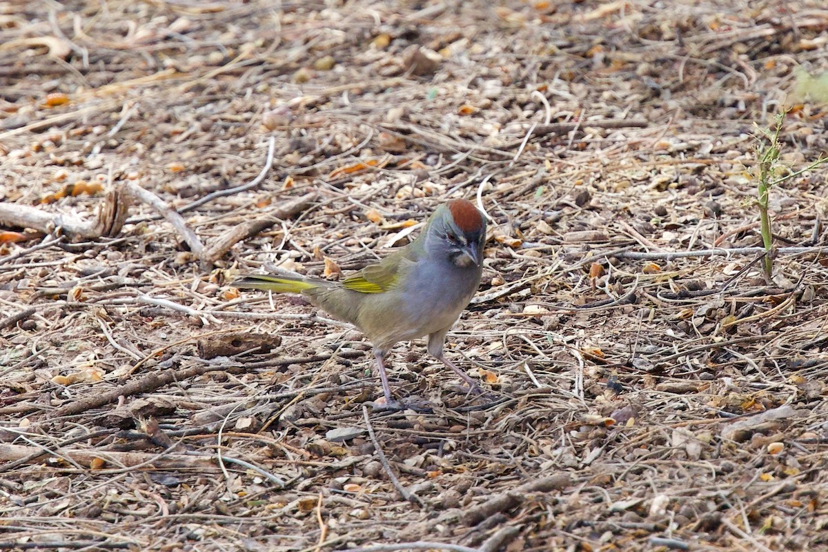 Green-tailed Towhee - ML642066561