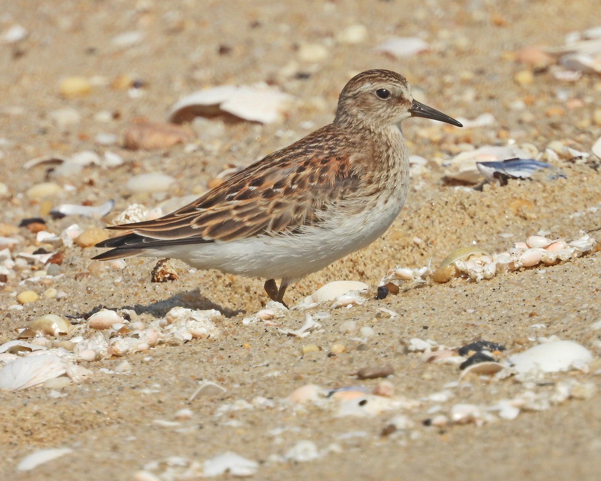 Least Sandpiper - ML642066562