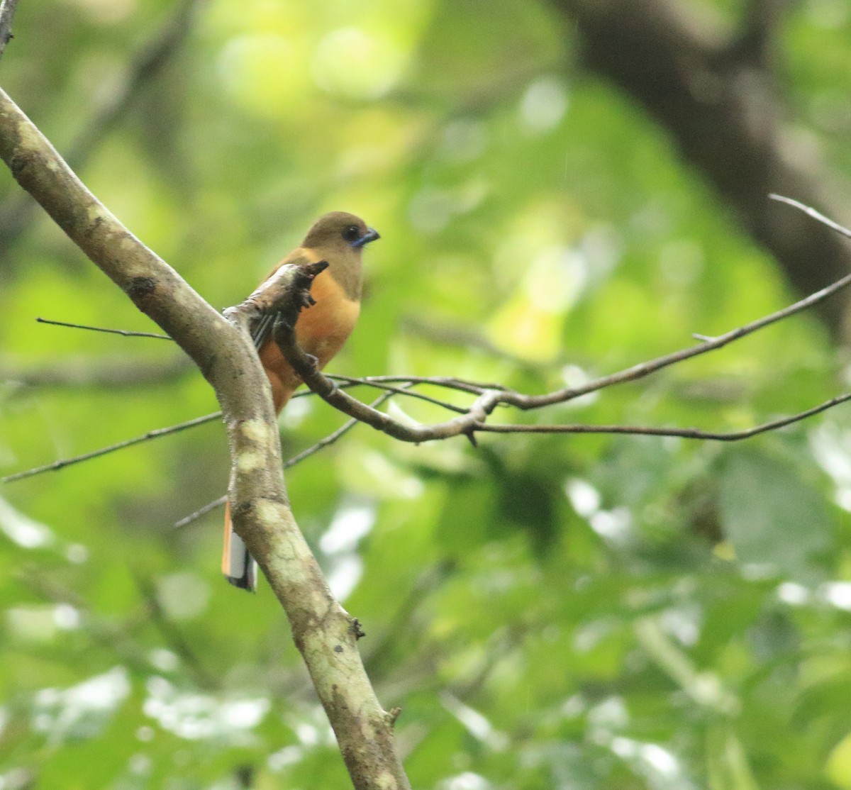 Malabar Trogon - ML642066566