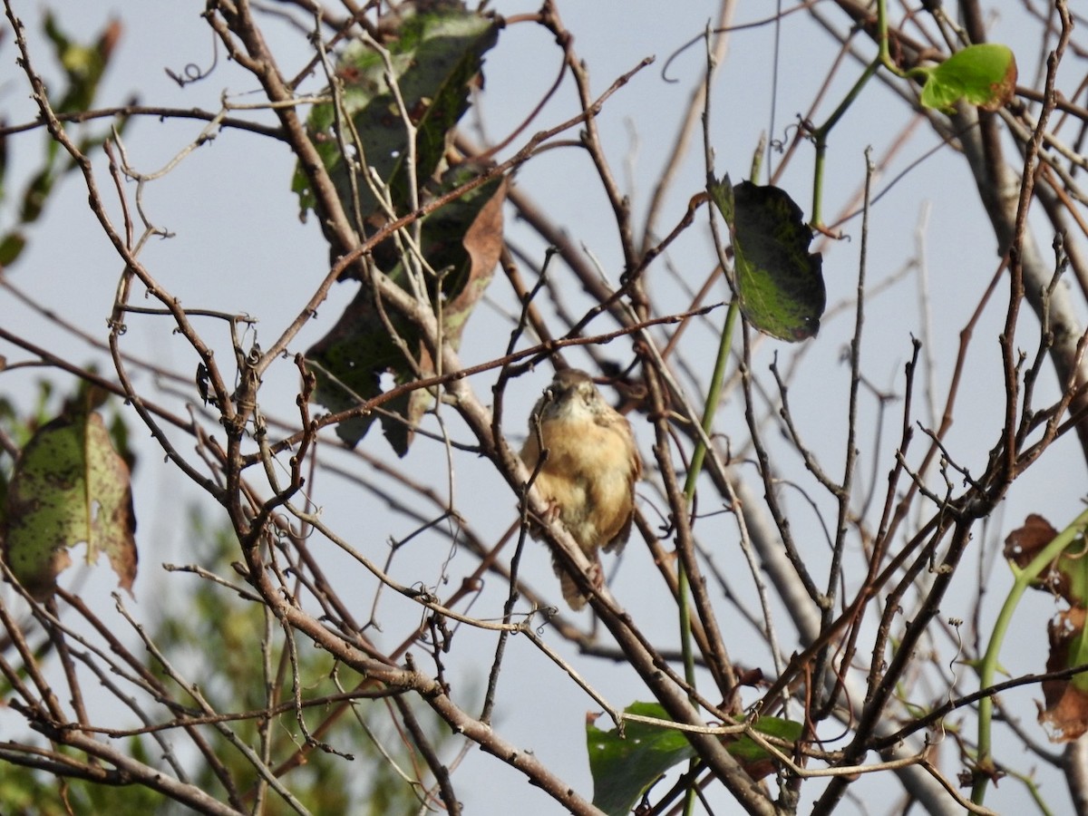 Carolina Wren - ML642066579