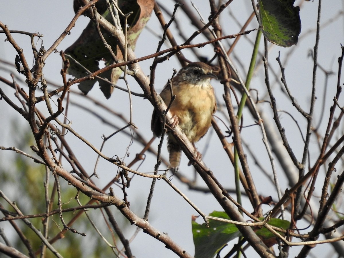 Carolina Wren - ML642066581