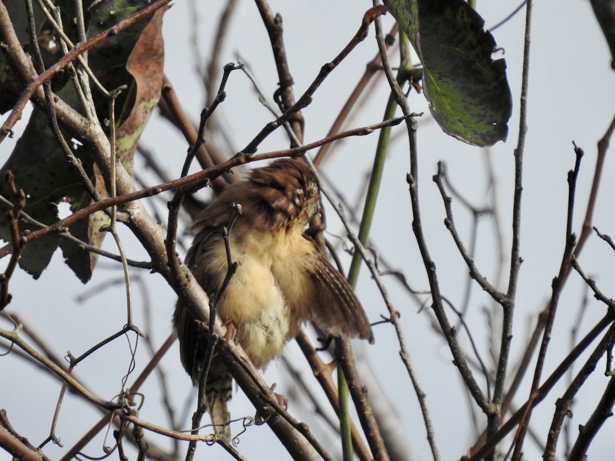 Carolina Wren - ML642066582