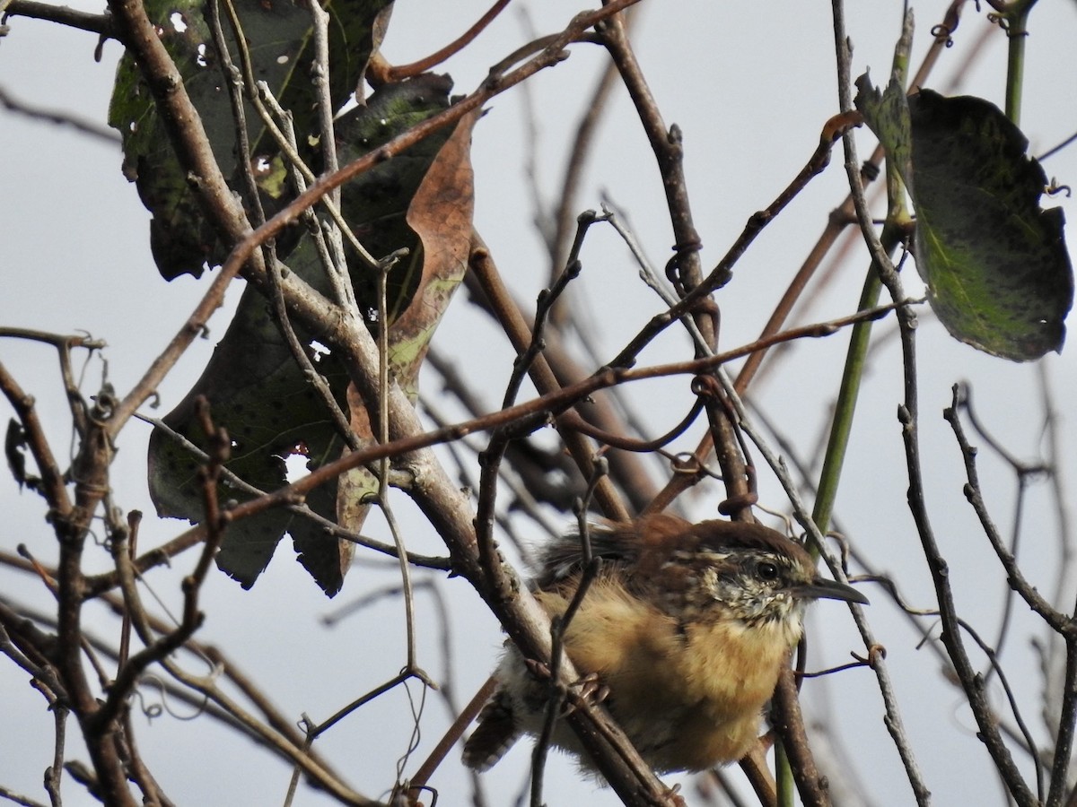 Carolina Wren - ML642066583