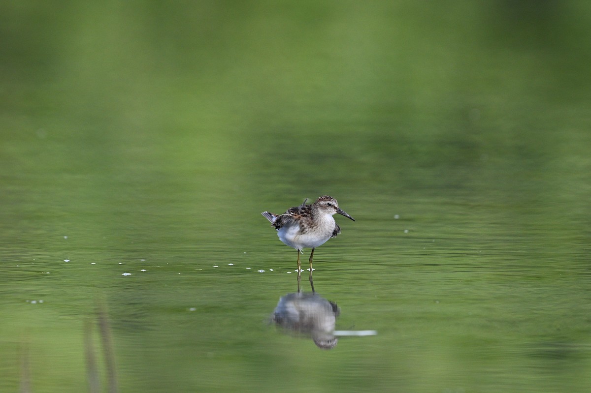 Least Sandpiper - ML642066586