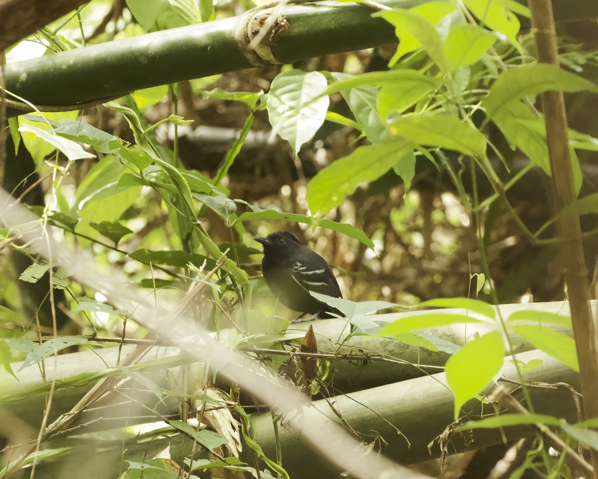 White-lined Antbird - ML642066594