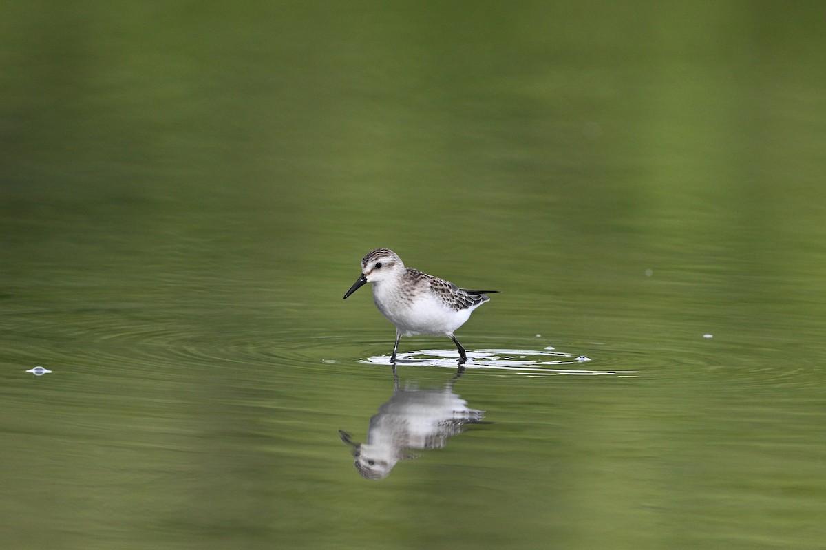 Semipalmated Sandpiper - ML642066605