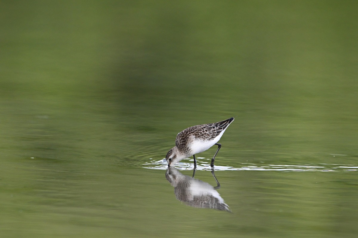 Semipalmated Sandpiper - ML642066606