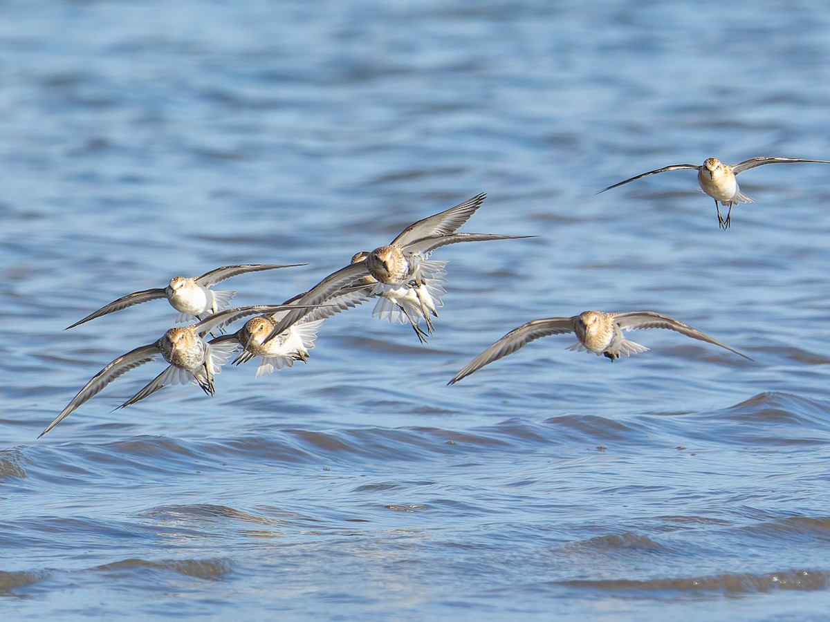 Dunlin - ML642066628