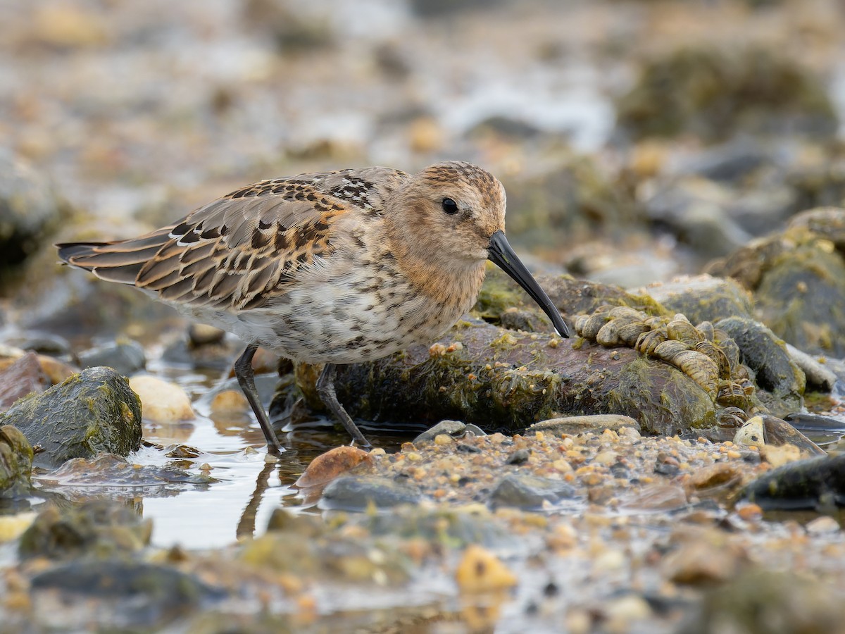 Dunlin - ML642066629