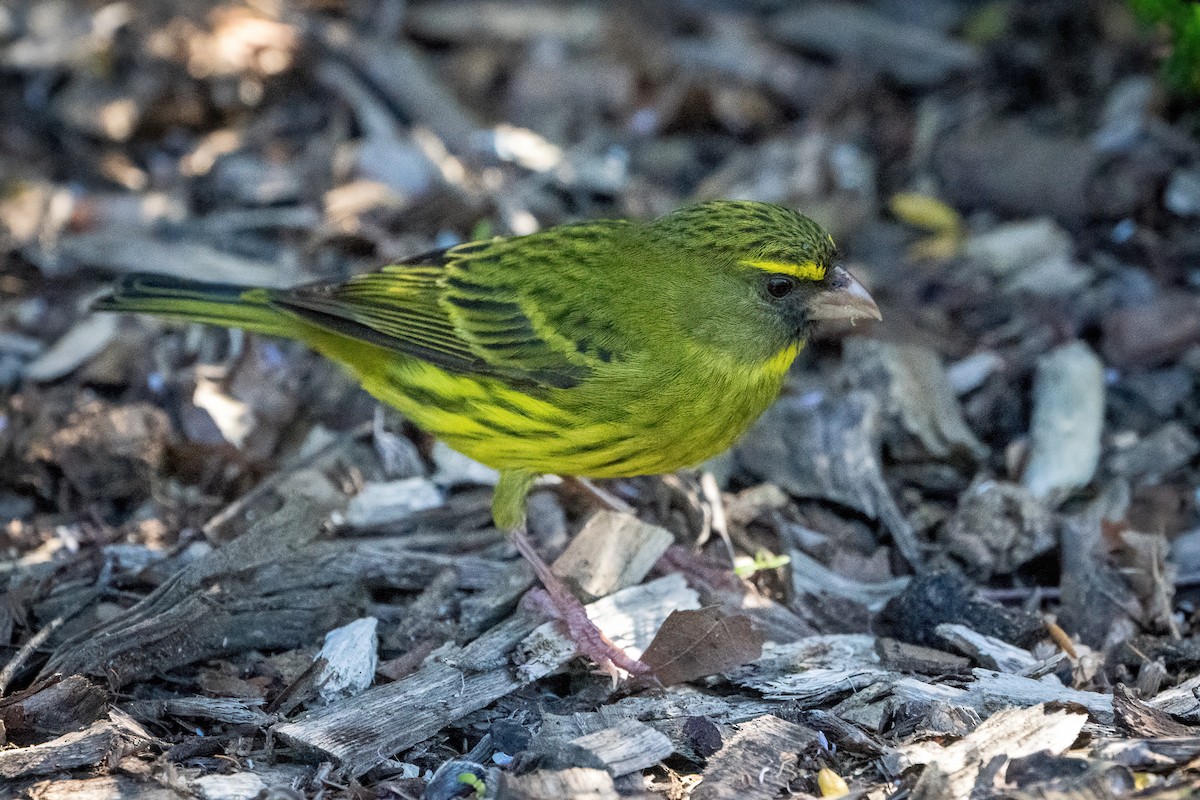 Forest Canary - ML642066632