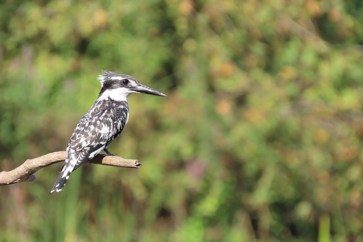 Pied Kingfisher - ML642066633