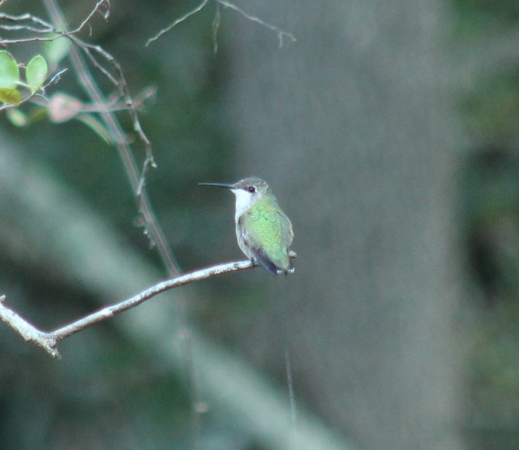 Ruby-throated Hummingbird - ML642066635