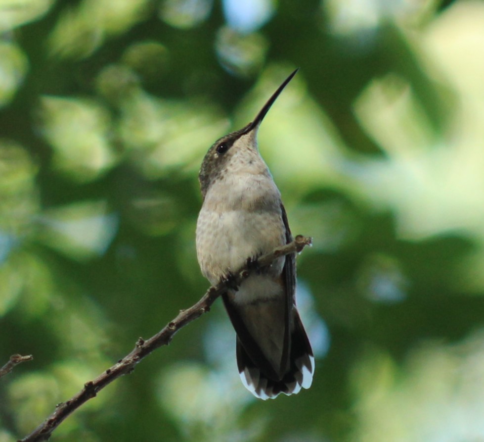 Ruby-throated Hummingbird - ML642066636
