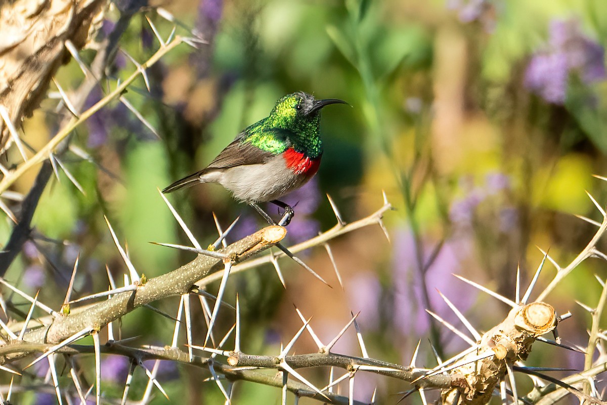 Southern Double-collared Sunbird - ML642066637