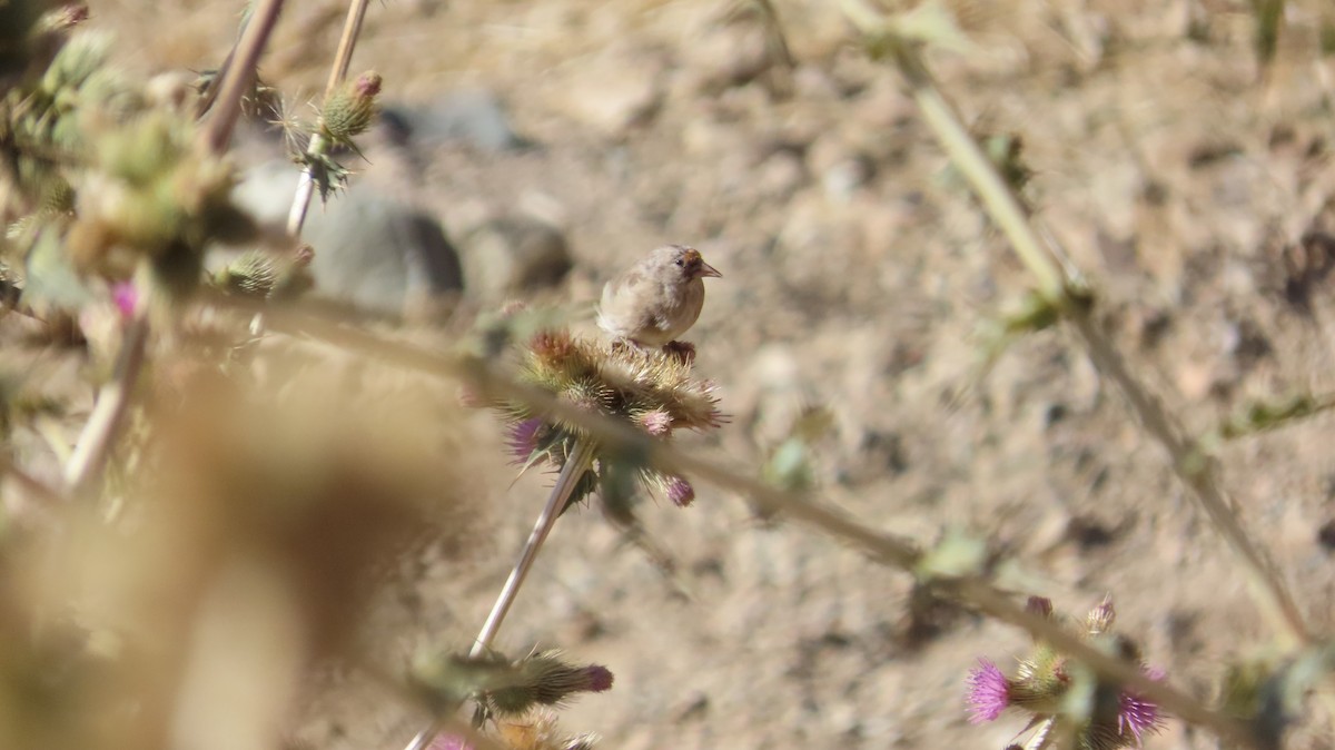 European Goldfinch - ML642066638