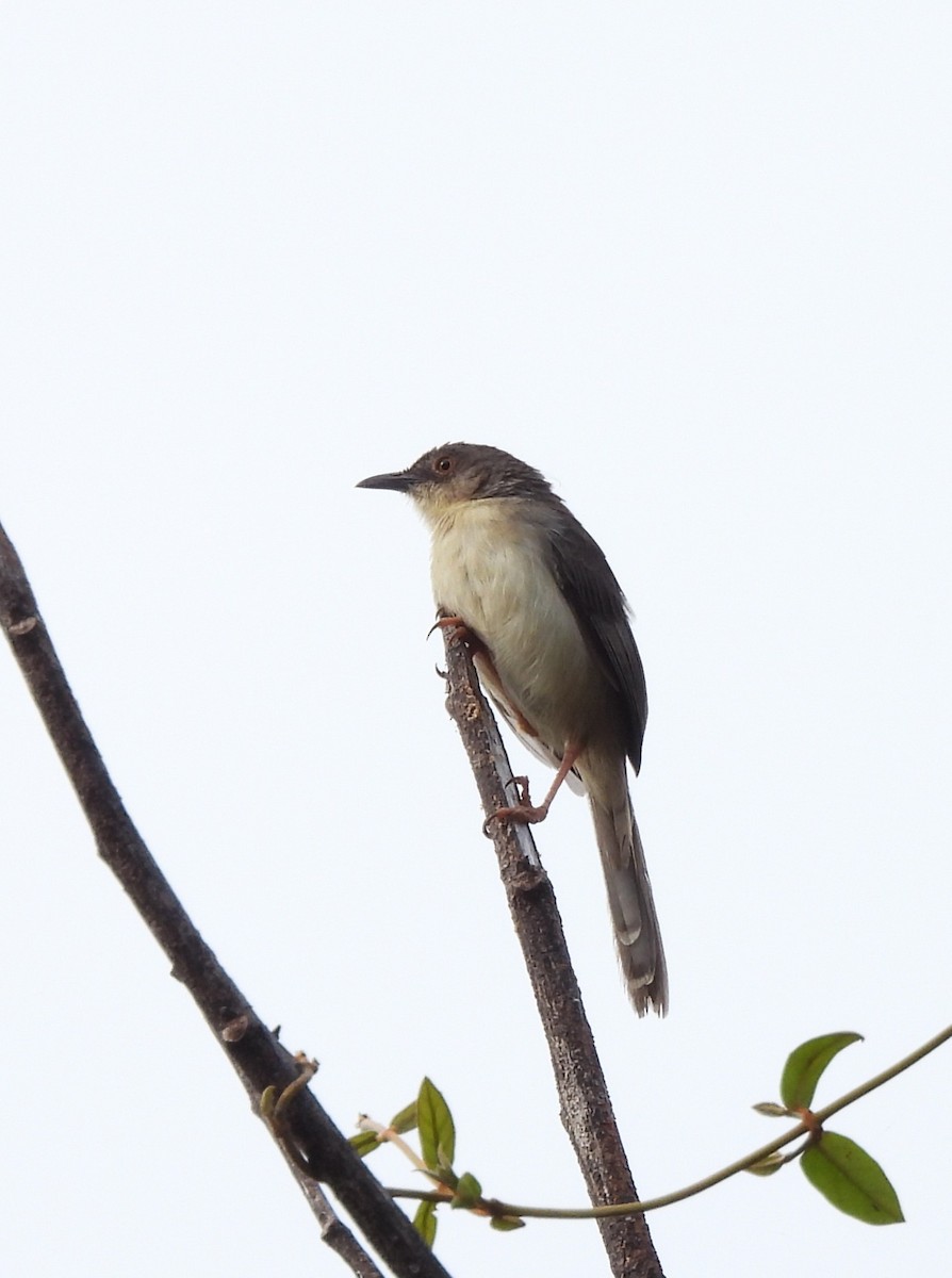 Jungle Prinia - ML642066639
