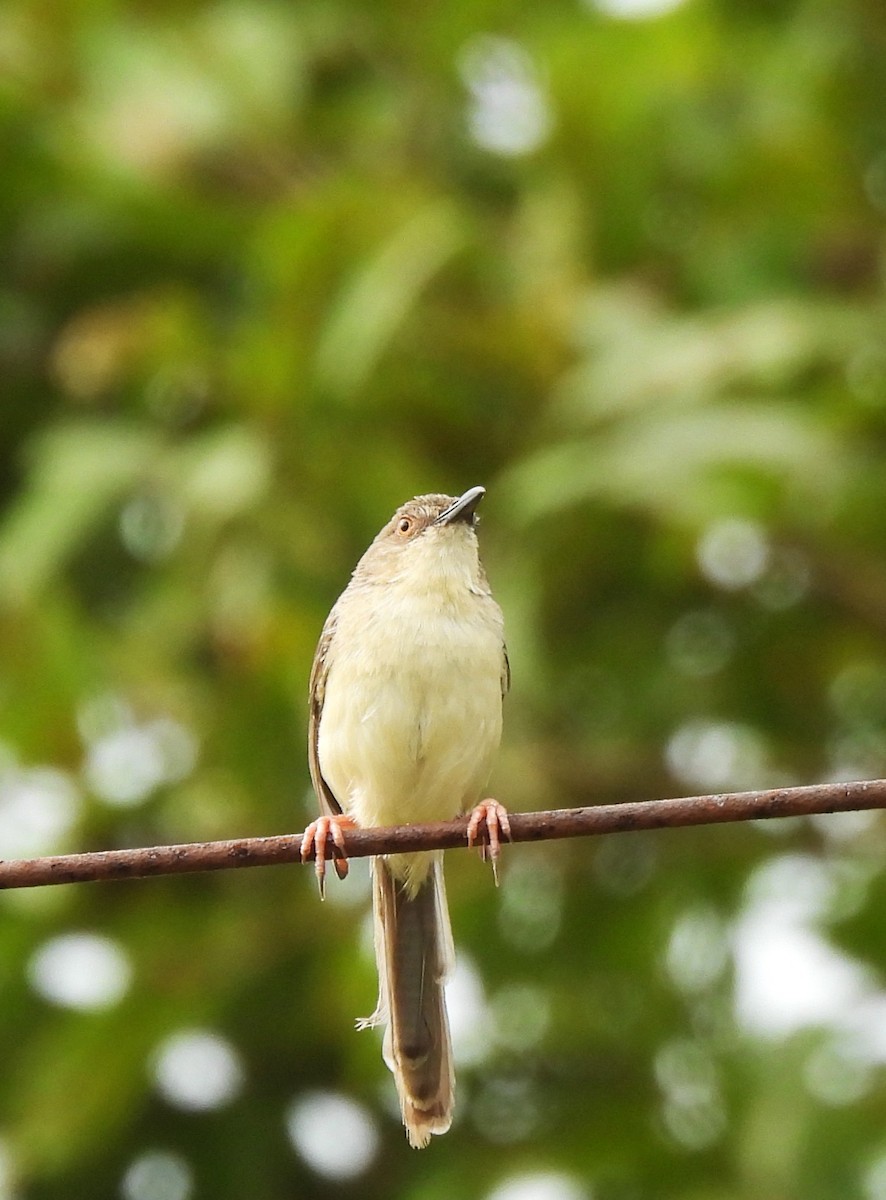 Jungle Prinia - ML642066640