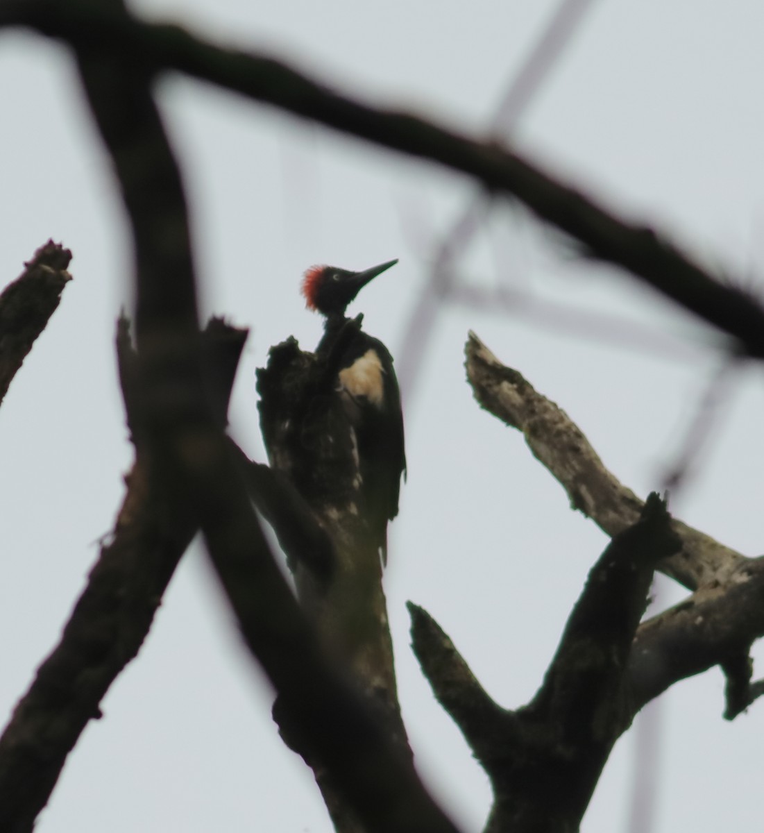 White-bellied Woodpecker - ML642066642