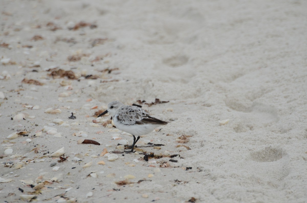 Sanderling - ML642066645