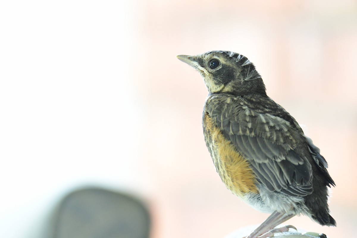 American Robin - ML642066648