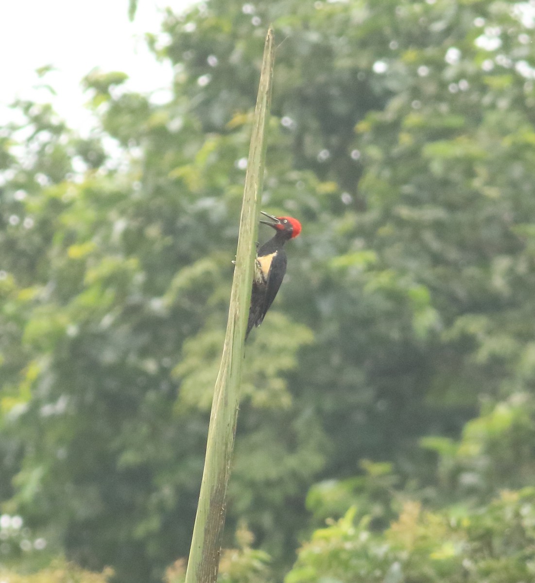 White-bellied Woodpecker - ML642066649