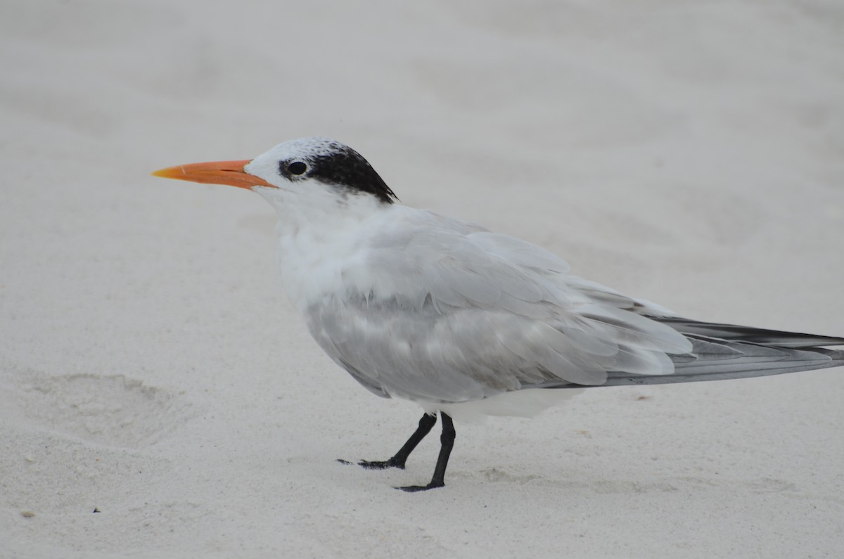 Royal Tern - ML642066650