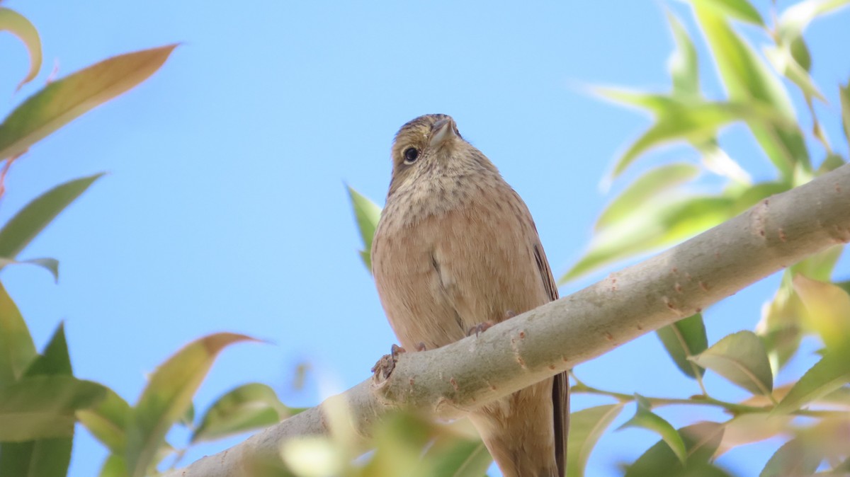 Rock Bunting - ML642066653