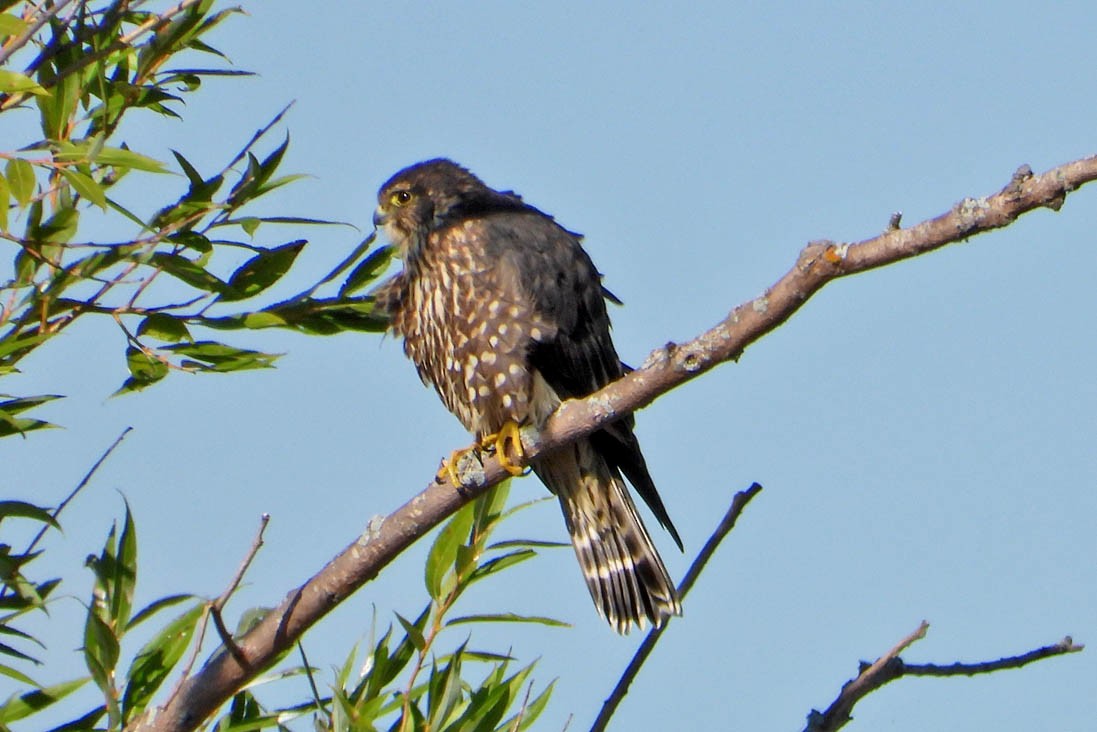 Merlin - ML642066654