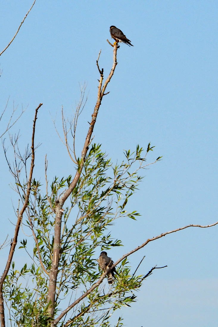 Merlin - ML642066655