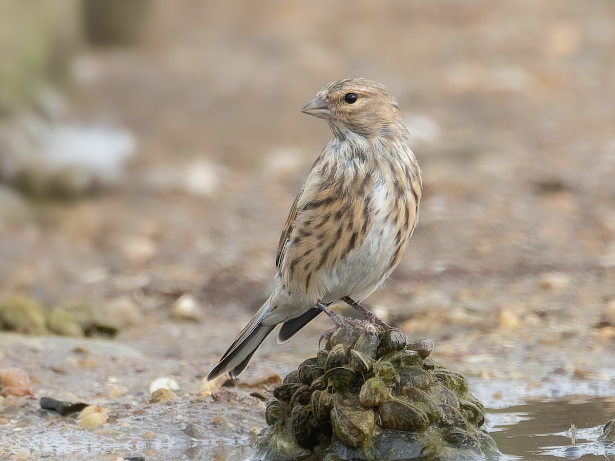 Eurasian Linnet - ML642066656