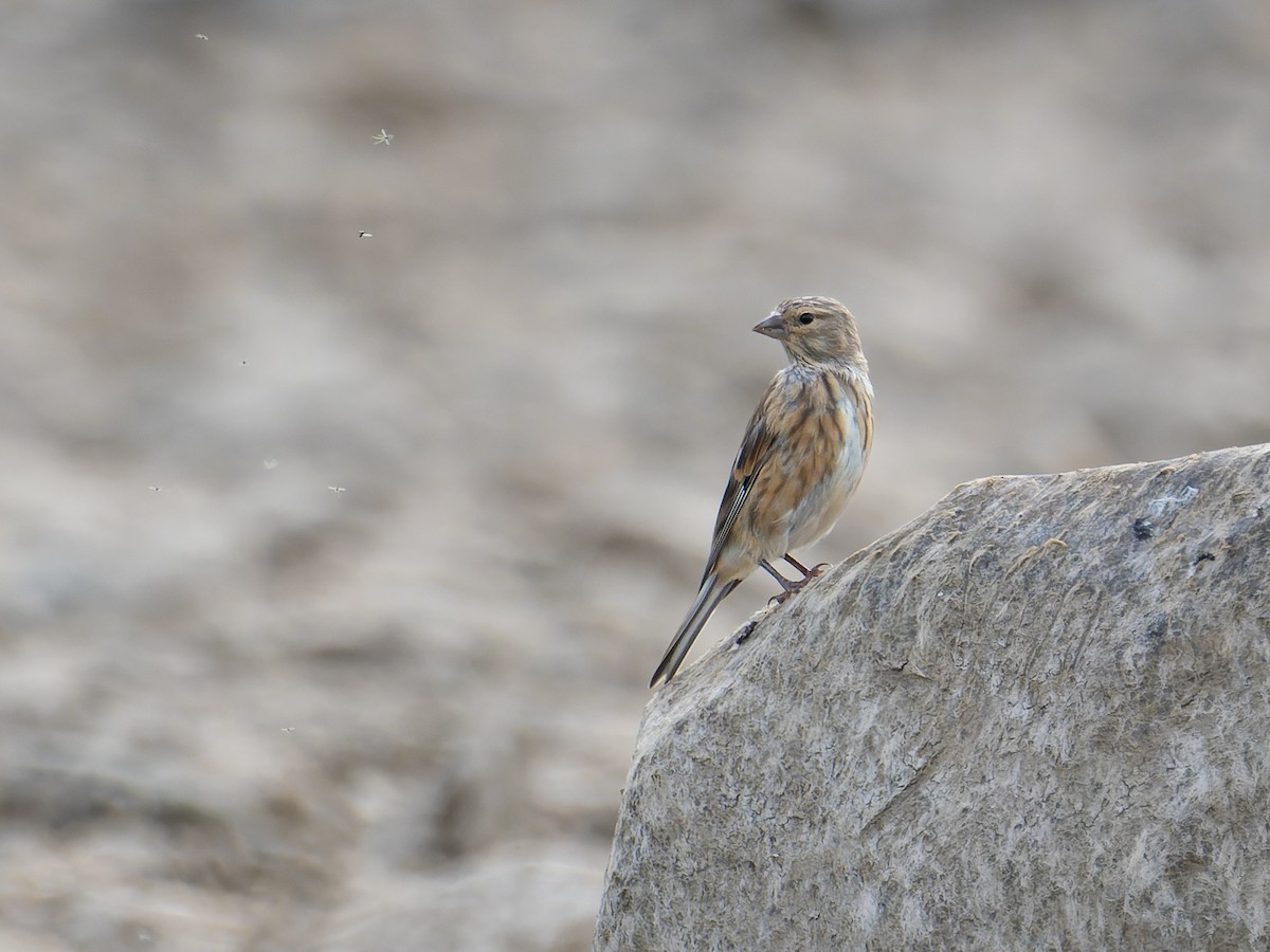 Eurasian Linnet - ML642066657