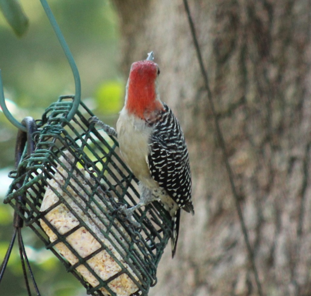 Red-bellied Woodpecker - ML642066659