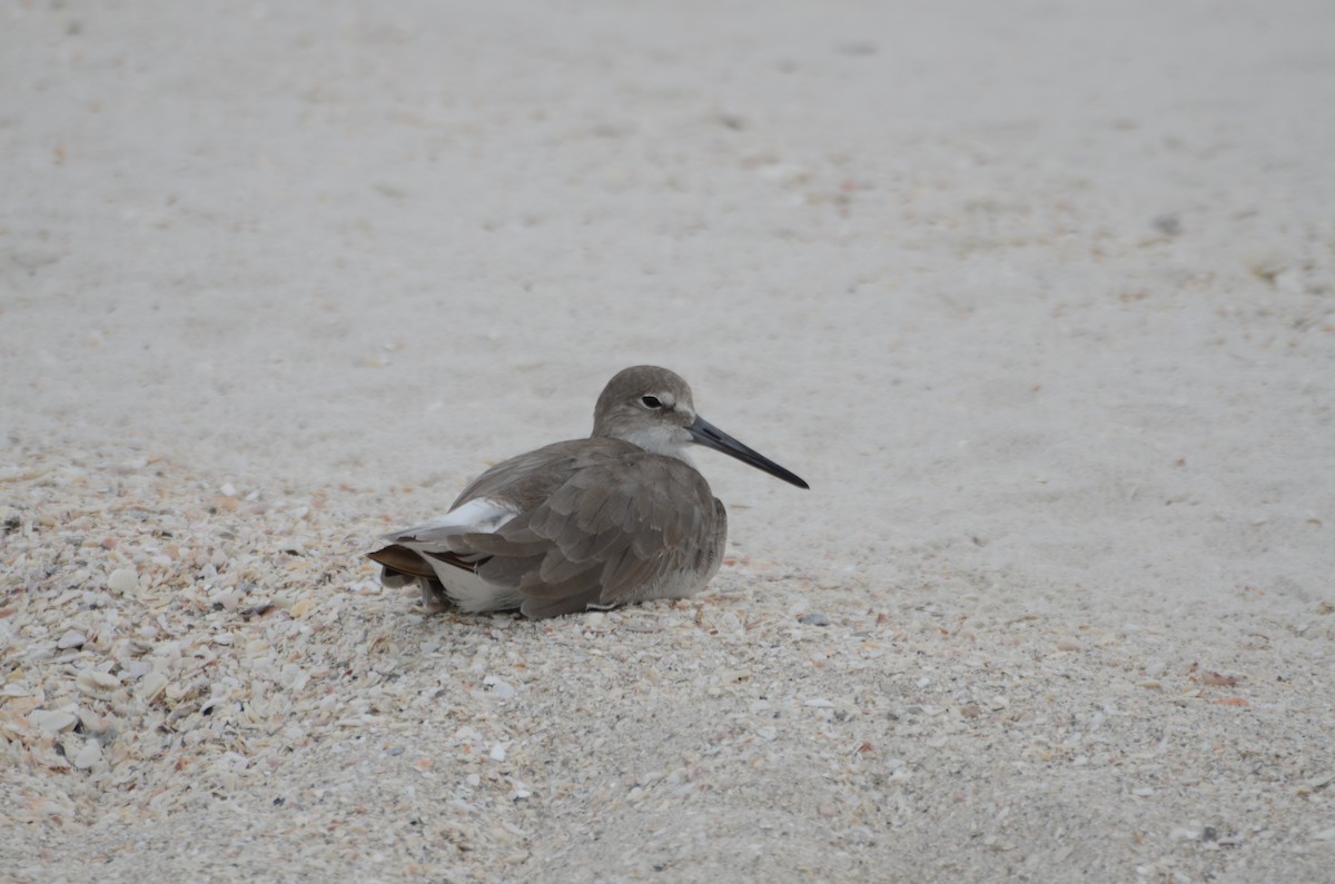 Willet - ML642066660