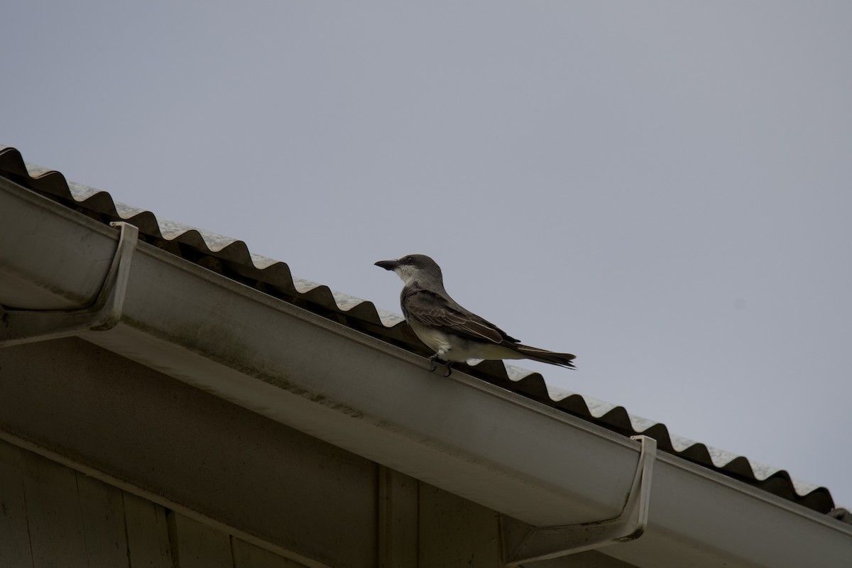 Gray Kingbird - ML642066661