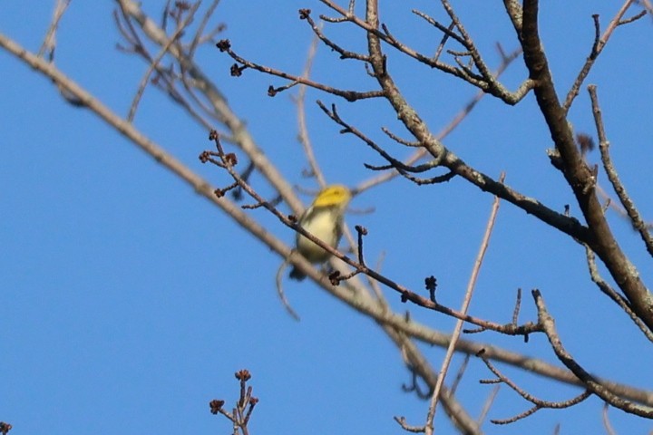 Black-throated Green Warbler - ML642066663