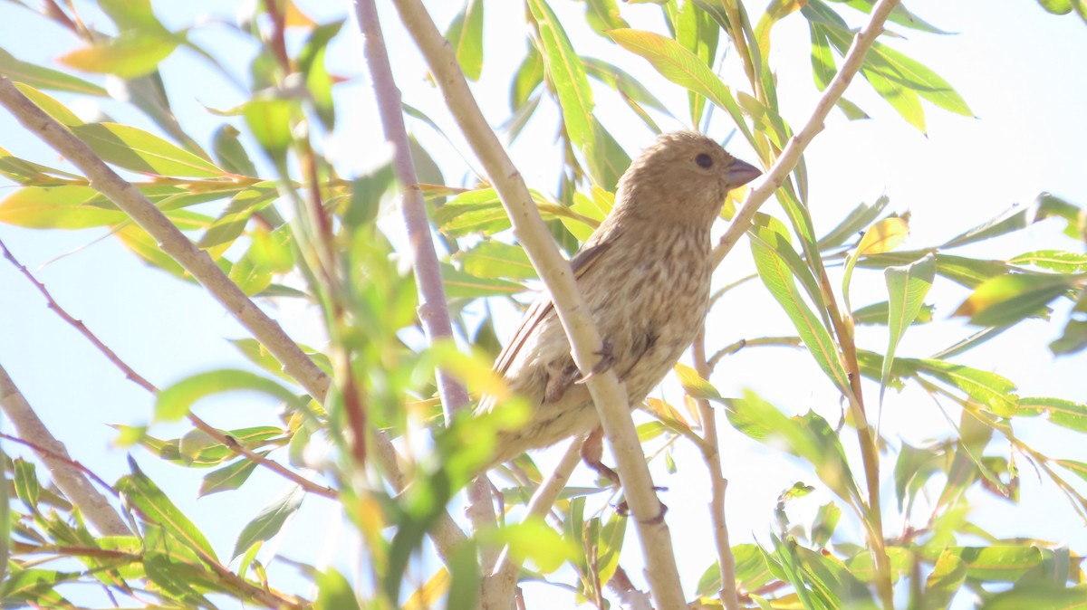 Common Rosefinch - ML642066664