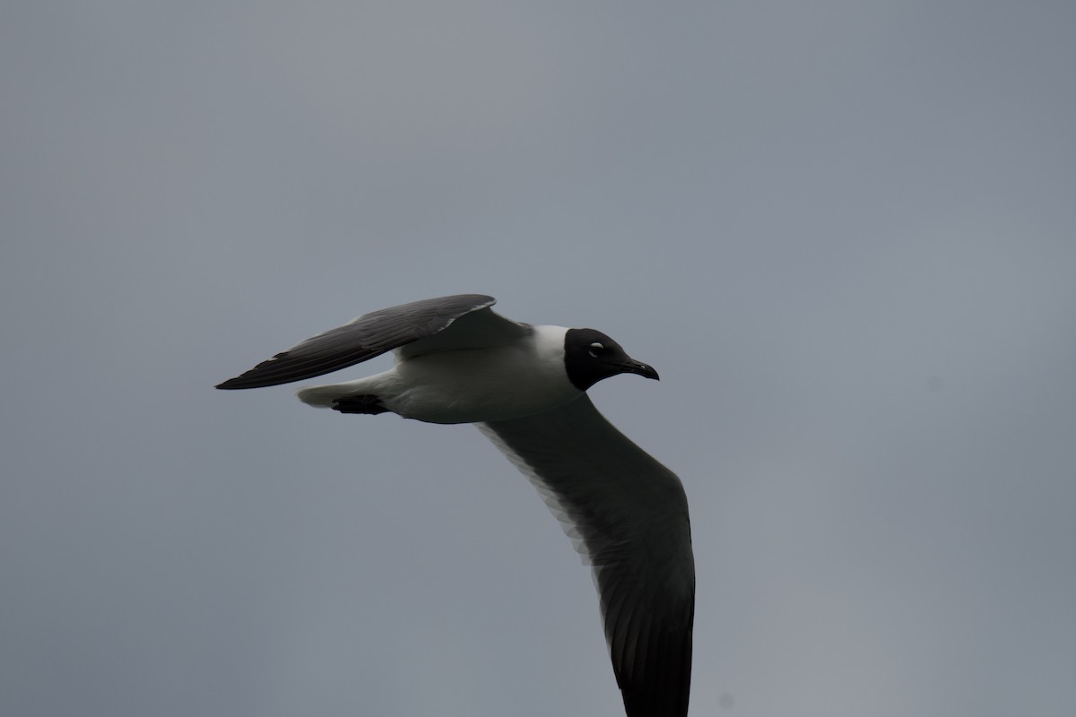 Laughing Gull - ML642066666