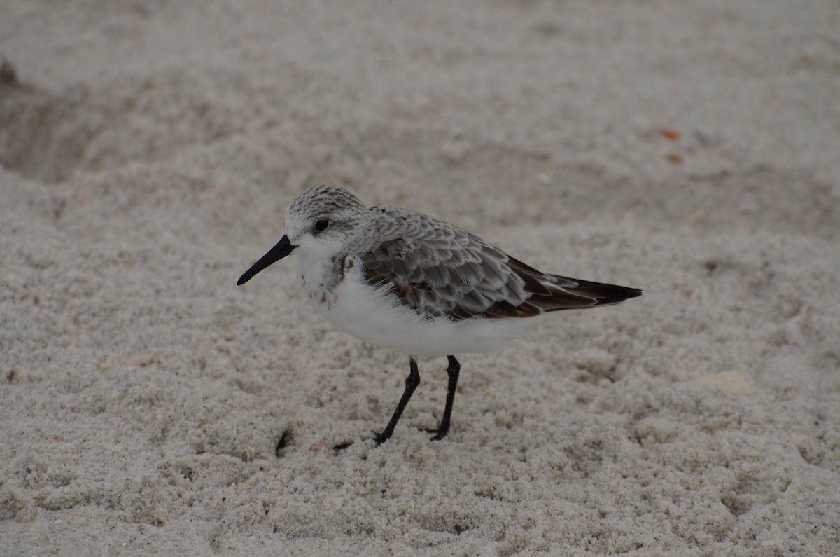 Sanderling - ML642066668
