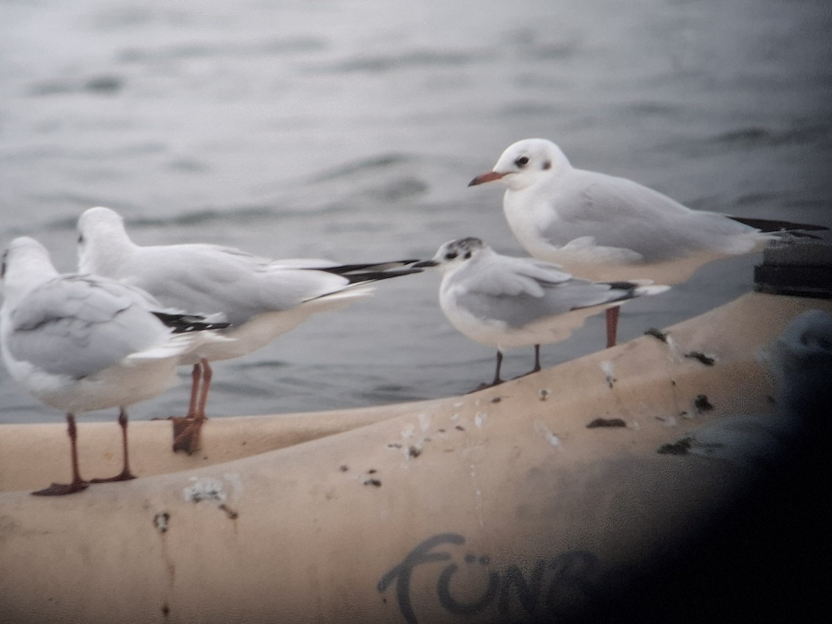 racek malý - ML642066685