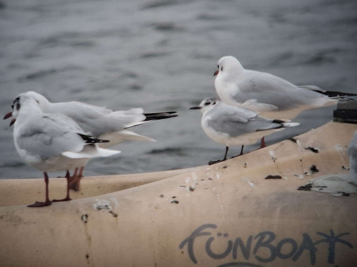 racek malý - ML642066686