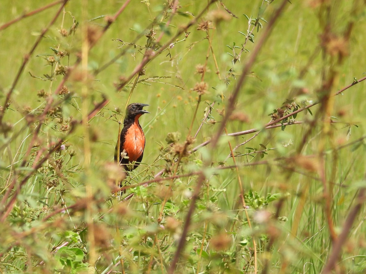 Red-breasted Meadowlark - ML642066691