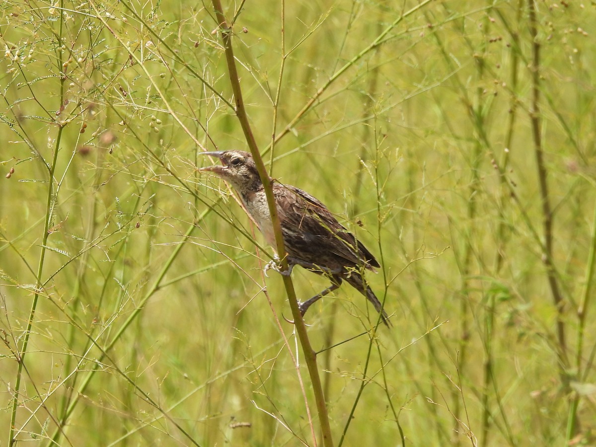 Red-breasted Meadowlark - ML642066697