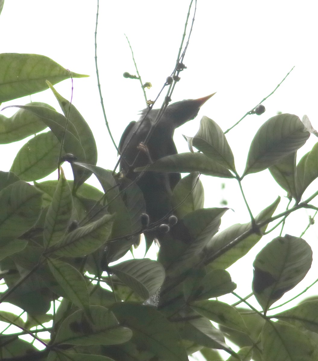 Горована індійська - ML642066700