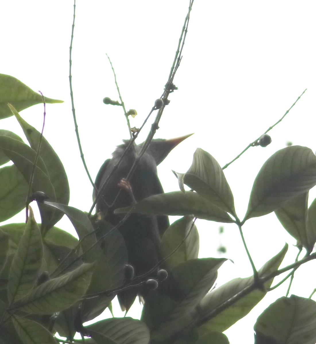 Горована індійська - ML642066701